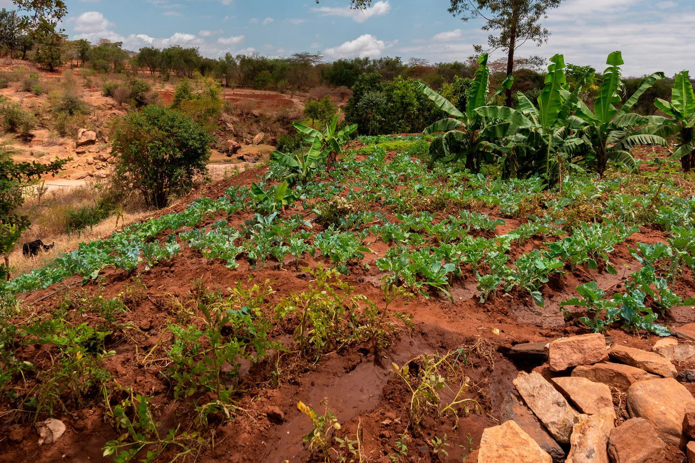 Climate change affects food security