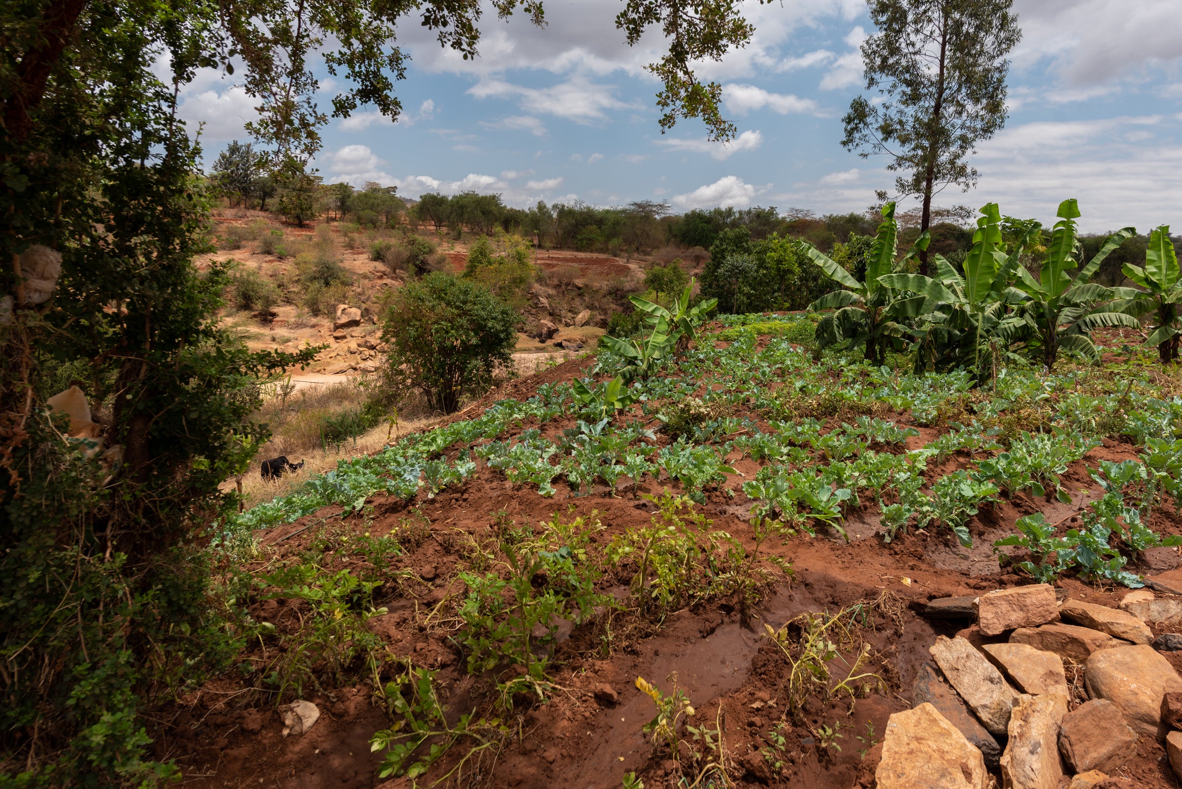 Climate change challenges the food security of small-holder farmers in Makueni