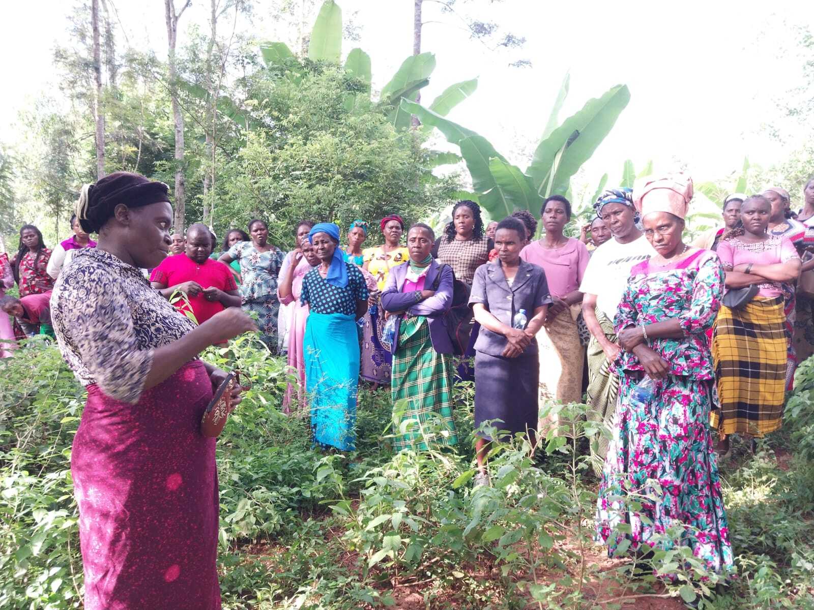 Introducing Our Agroforestry Ambassador Mwende Mutisya